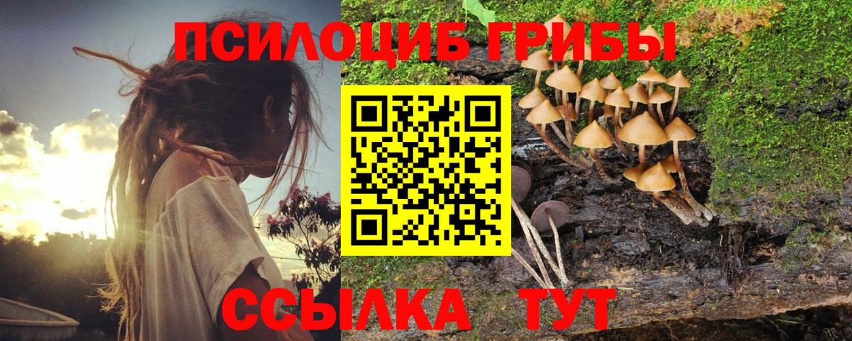 Великий Новгород  Галлюциногенные грибы Cubensis  Вход с VPN 